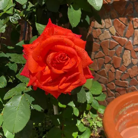 Apartamento Dante Square *